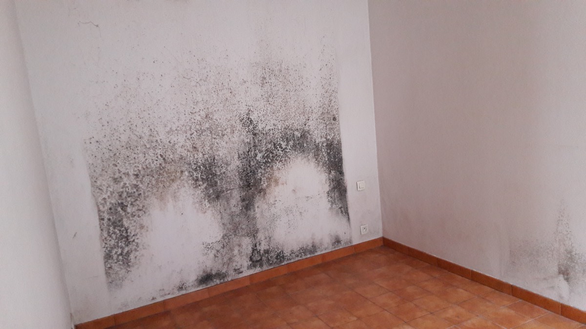 Moisissures - Expertise humidité à Meaux